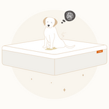 Banish Odors: How to Get Pee Out of a Mattress