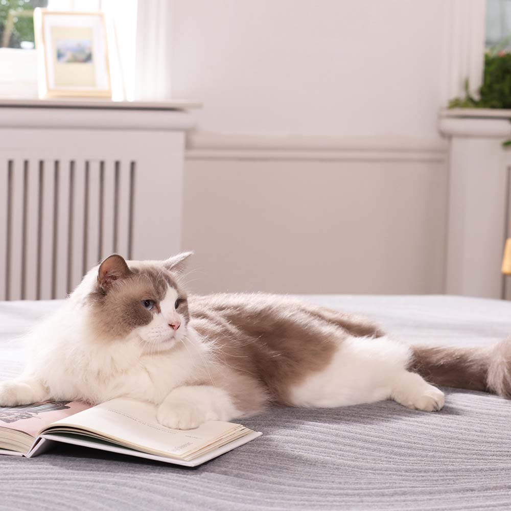 Best Queen Bed in a Box: Comfort Meets Convenience