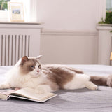 Best Queen Bed in a Box: Comfort Meets Convenience