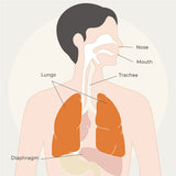 Mouth Breathing & How it Can Affect Your Health