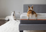 A Corgi scrambling onto the edge of a Sweet Night mattress while a white dog relaxes on the rug nearby.